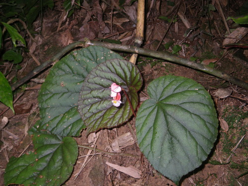 Begonia oreodoxa