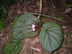Begonia oreodoxa