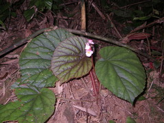 Begonia oreodoxa