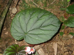 Begonia oreodoxa