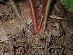Begonia oreodoxa