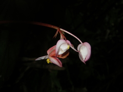 Begonia oreodoxa