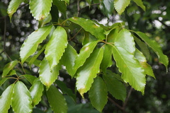 Quercus glauca