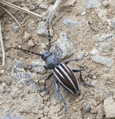 Dorcadion fuliginator