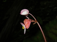 Begonia oreodoxa