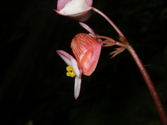 Begonia oreodoxa