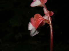 Begonia oreodoxa