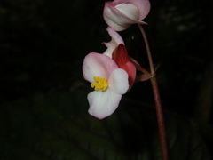 Begonia oreodoxa