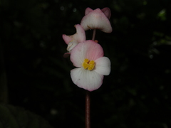 Begonia oreodoxa
