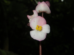 Begonia oreodoxa