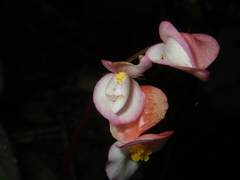 Begonia oreodoxa