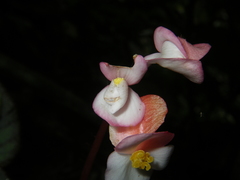 Begonia oreodoxa