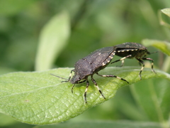 Rhacognathus punctatus