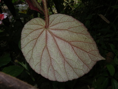 Begonia oreodoxa