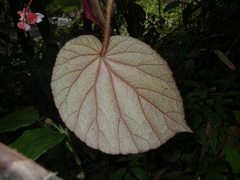 Begonia oreodoxa