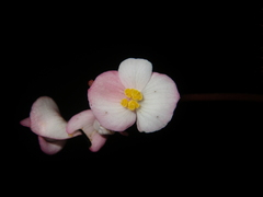 Begonia oreodoxa
