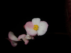 Begonia oreodoxa