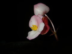 Begonia oreodoxa