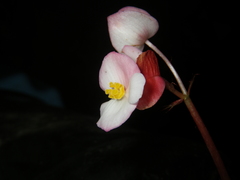 Begonia oreodoxa