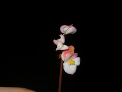 Begonia oreodoxa