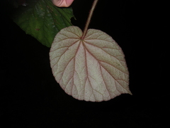 Begonia oreodoxa