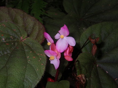 Begonia oreodoxa
