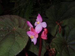 Begonia oreodoxa