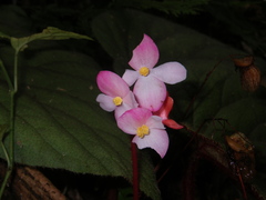 Begonia oreodoxa