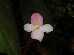 Begonia oreodoxa
