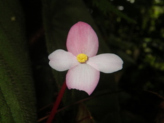 Begonia oreodoxa