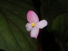 Begonia oreodoxa