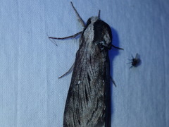 Sphinx poecila