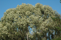 Eucalyptus patens