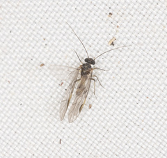 Peripsocus