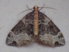 Ecliptopera capitata