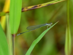 Aciagrion occidentale