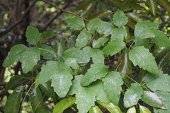 Akebia trifoliata