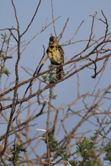 Trachyphonus darnaudii