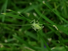 Meconema