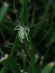 Meconema