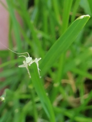 Meconema