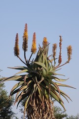 Aloe arborescens × ferox