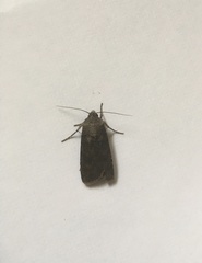 Agrotis segetum
