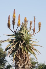 Aloe arborescens × ferox