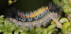 Tearosoma
