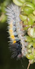 Tearosoma