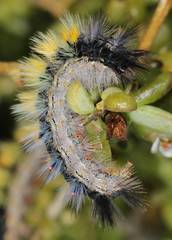 Tearosoma