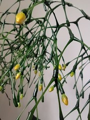 Hatiora salicornoides