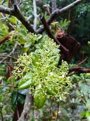 Premna