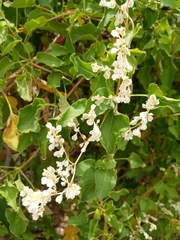 Fallopia baldschuanica
